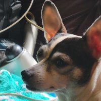 Lancelot Von Dinglehoff (@brianrace6) 's Twitter Profile