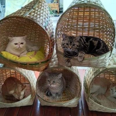 จ ำ ห น่าย ที่นอนมะแมว มะหมา น้อนต่าย ร้อนไก่ ทำจากไผ่สานมอทุกใบ ตายาย สาน งานฝีมือ แฮนเมคทุกใบจ้า สนใจทักเดมได้คะหรือไลน์catjaaa คลิกเข้าไลนสั่งได้เลยคะ👇👇