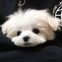 ケル's home (@keruberosu_1215) Twitter profile photo