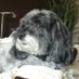 Havi (@havanese_mom2) Twitter profile photo Havi (@havanese_mom2) Twitter profile photo