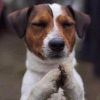 ダイチ (@dadada_dochibi) 's Twitter Profile Photo