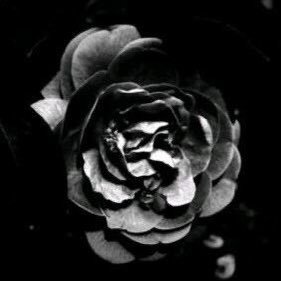 CheckioY's profile picture. 你所见即我