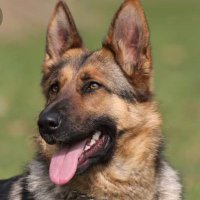 كلبك وخدامك يا ستي (@kos_sitty) Twitter profile photo