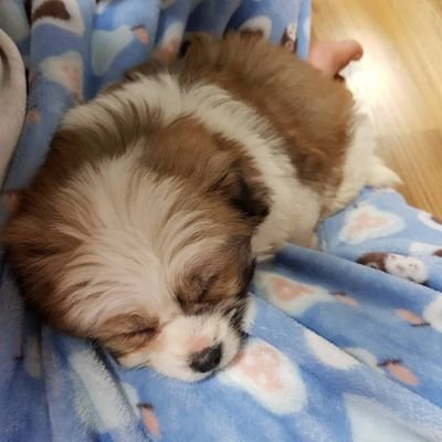 네토를 꿈꾸는 4n초 유부남