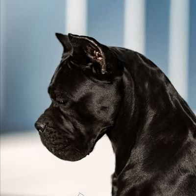 uznkzm's profile picture. 