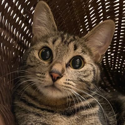 猫と梅のアカウント。あやの🐱女の子です。練馬の保護猫カフェえこねこさんからお迎え。約2020年3月生まれ アカウント管理@nozu78