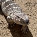iPhone12 pro gtx3090 Layfon🦎🐍🐉🐊🐸 (@layfon201) Twitter profile photo iPhone12 pro gtx3090 Layfon🦎🐍🐉🐊🐸 (@layfon201) Twitter profile photo