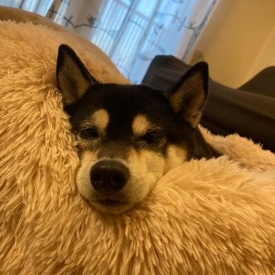 KOUMECYAN_KURO's profile picture. 一番嫌いななものはJavaと設計です