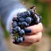 VITICULTORES DEL PENEDÈS (@viticultorespds) Twitter profile photo VITICULTORES DEL PENEDÈS (@viticultorespds) Twitter profile photo