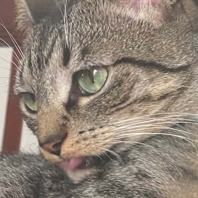 applebug347's profile picture. 