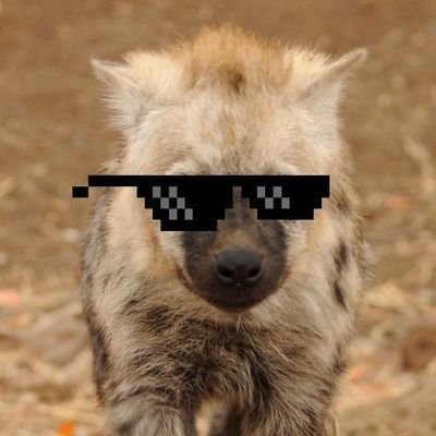 Someones Furry Alt | One time local rental karting champ | Ancient Simracer | Mains Boomer cars in ACC | Dutch Yeen with too many expensive hobbies