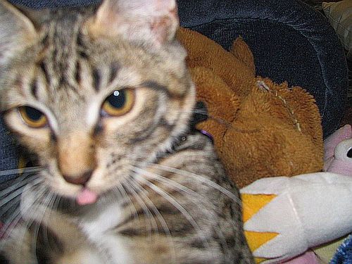 FeathersCat's profile picture. I'm a cat. I'm kind of a dick. Don't make fun of my name or I will scratch the shit out of your face. Also, it's Feathers Cat, not Feather Scat.