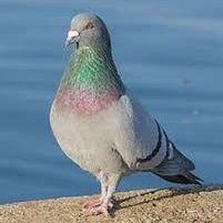 demokrasia_1's profile picture. Creo en una democracia real, directa y participativa. Me gustaría que en España hubiese un sistema como el Suizo