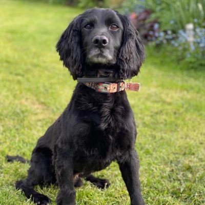 ❗️MISSING SPROCKER SPANIEL SCOTT❗️- STOLEN ON 23.09.21 FROM WESTBAGBOROUGH, TAUNTON UK- PLEASE HELP https://t.co/sYRREVfypg