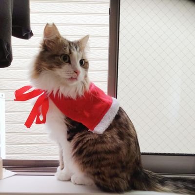 2021年8月🐈保護猫お迎え

🐈ノルウェージャンフォレストキャット(仮)
🐈たっちゃん♂(1さい)
怒る時⏩タツオ
本名➡️タツヤさん
水色が似合う男の子❄️