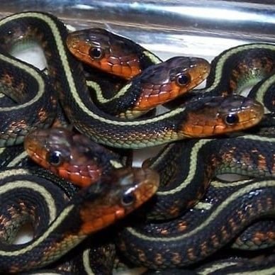 @pythonparty
