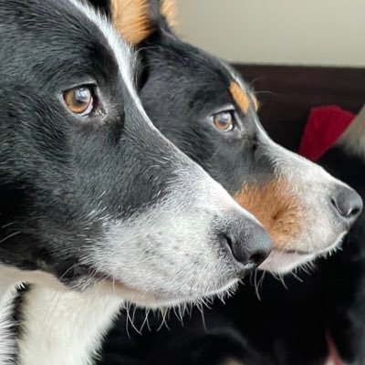 Border Collie siblings 🇬🇧  Born in Wales 🏴󠁧󠁢󠁷󠁬󠁳󠁿 02/07/20 Living in Stockport 🇫🇴 Currently driving our mum & dad round the bend!Insta: sid.and.mabel