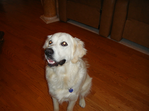 I am the Shop Dog for VS Motorsports, Inc. in Schaumburg, Illinois - http://t.co/fe2BYpLUgy