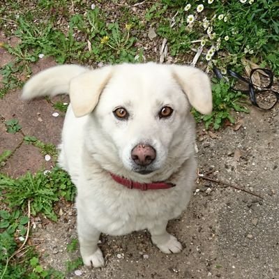 息子でもあり子分でもある我が家の愛犬マリオ。とても人懐っこくてお茶目な老犬です。13歳の老犬ですが見た目より若くとても元気です。私のことも走る事も大好きな愛犬の画像や旅の様子などをお届けします。YouTube（マリオ劇場）《日本屈指のお人好し集団【萬屋グループ】》別アカ　《トクオヤジ》《トクの世界》《カゲオヤジ》