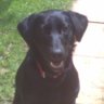 Artygianna_725's profile picture. Animal lover, here for the dogs and all other animals. Mad about  black dog's 🐾💕 owner of my fourth rescue dog, only ever had rescues💓#AdoptDontShop