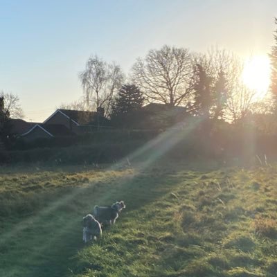 Barney_Oli's profile picture. Schnauzer loving mum