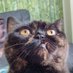 Я_хотела_другой_ник (@nasuanua_) Twitter profile photo Я_хотела_другой_ник (@nasuanua_) Twitter profile photo