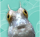 blennywatcher's profile picture. Retired computer scientist turned cake artist and avid underwater naturalist. I love fish, cupcakes and my husband (not necessarily in that order).