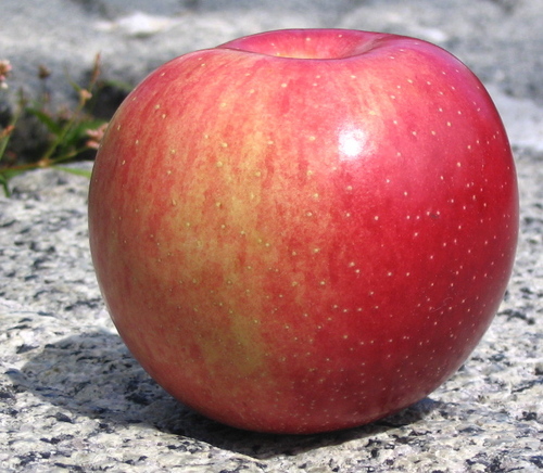 A taster's-eye view of the apple harvest.
Also https://t.co/uKypvkk7vO