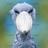 Profile Picture of The Shoe Bill Stork (@@ThShoeBillStork) on Twitter