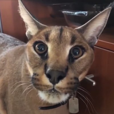 P_Caban1's profile picture. Internet es mi wea