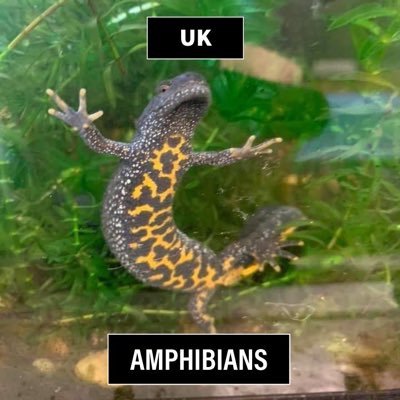 Support our wildlife by giving Uk Amphibians & All Things Wildlife a follow on Twitter for more recent https://t.co/KpwP3m5nuh