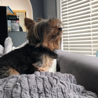 Vinny514's profile picture. 