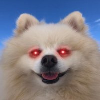 Crypto & Dogs 🐶🐶 (@cryptodogsmh) 's Twitter Profile