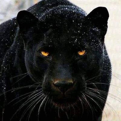 35kemkem's profile picture. 