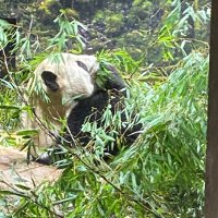 ふく (@panda555alpaca) 's Twitter Profile