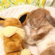 Fan15Floral's profile picture. Kodi. She/they/he. Bi. 27. R🔞, random nsfw sometimes.