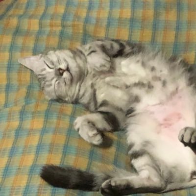 NFT_Picha08's profile picture. Hello NFT