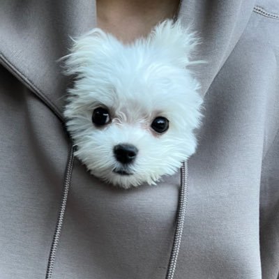 あざとまるさんのプロフィール画像
