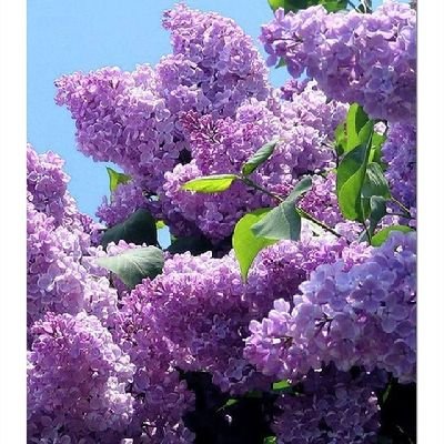 TontiTante's profile picture. .