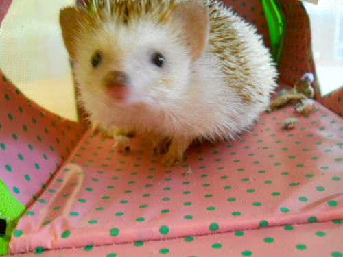 planethappytoys's profile picture. play. learn. sustain.     A Seattle-based toy company that prides itself on eco-friendly toys, classes & parties.