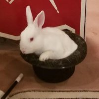 Monsieur Bun-Bun The Magnificent 🐰🎩(@BunMagnificent) 's Twitter Profile Photo