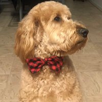 Michelle Barr (@michbarr) 's Twitter Profile