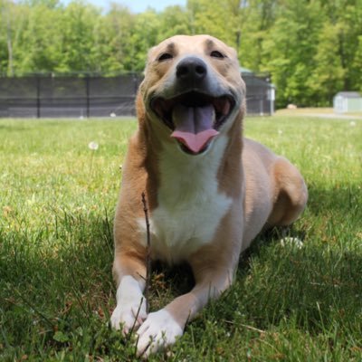 NFLoutsider_'s profile picture. Teacher | Coach 🏈&🏀 | Mental Health Advocate | Ravens 😈 #MOstrong