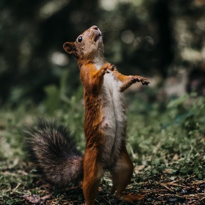 thesysquirrel's profile picture. We deliver through stories cutting-edge business strategy insights to our hungry audience of founders and investors.