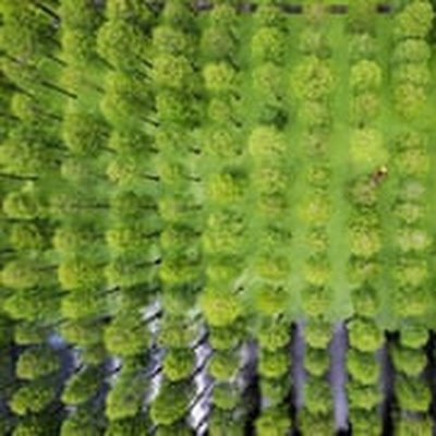 SandisKusners's profile picture. 