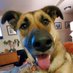 Piper THE Therapy Dog (@piper_therapy) Twitter profile photo Piper THE Therapy Dog (@piper_therapy) Twitter profile photo