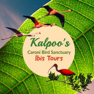 Eco Tour Agency @ Caroni Bird Sanctuary. Join us on an adventure.🐦🐍🇹🇹303-IBIS (4247) 
https://t.co/x6AEmyVRlw…