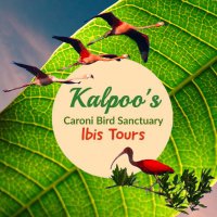 Kalpoo's Bird Sanctuary Ibis Tours(@Kalpoos_Ltd) 's Twitter Profile Photo