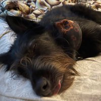 Mike (@cattlehumper) 's Twitter Profile
