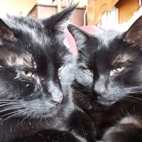 ChicagoShirl (@srvitelarn) 's Twitter Profile Photo